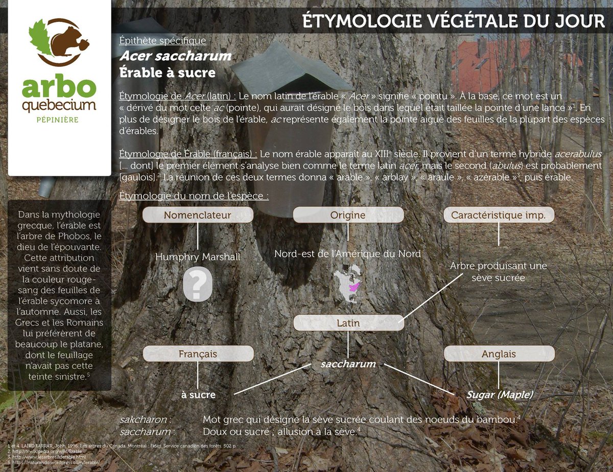 4 images 1 mot tronc d'arbre feuille 7 lettres