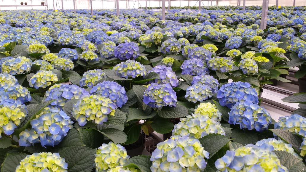 Country_Basket's tweet photo. It won't be long for #springflowers #Easter #hydrangea http://t.co/IP3lX4jpZ5