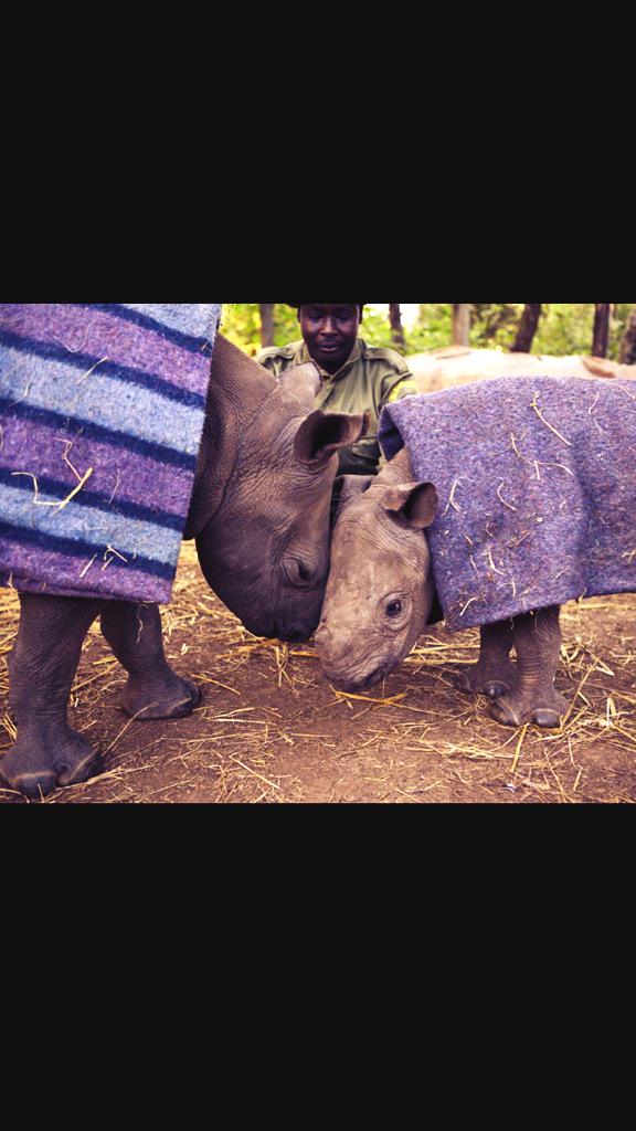 rickygervais's tweet photo. Two beautiful little orphans of Rhino poaching sweetly comfort each other in a sanctuary. #KillTheTrade Please RT http://t.co/qufDhpj0TM