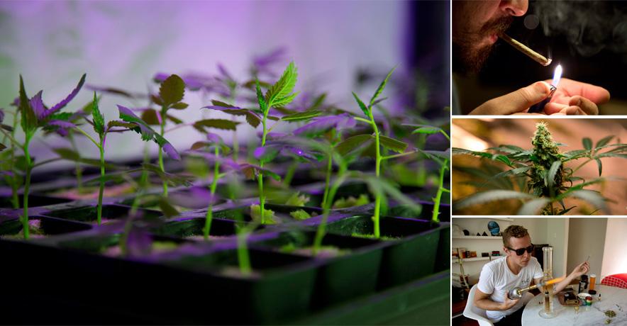 AP_Images's tweet photo. Homegrown, gourmet #pot on the rise in #Mexico: http://t.co/02LYcVSF9x @Peter_Orsi @alberarce #marijuana #APIBlog http://t.co/IFsWFFWA4d