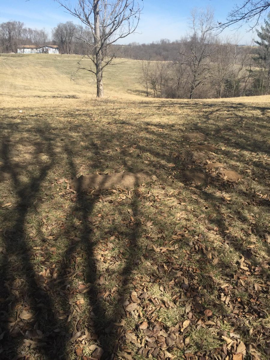 Got moles? We can help. 
#killthemsuckers