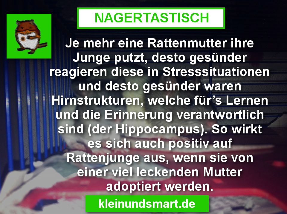#Faktastisch #Ratten #Wissenschaft #SuperKreativeAbwandlungDesNamenFaktastisch