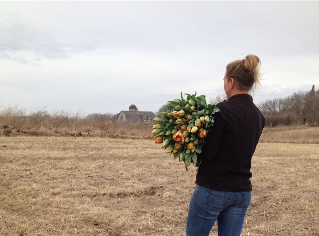 petalsfarm's tweet photo. Tulip harvest on the farm today! #springflowers #tulips #flowerfarm http://t.co/uzWWgu1Ccb