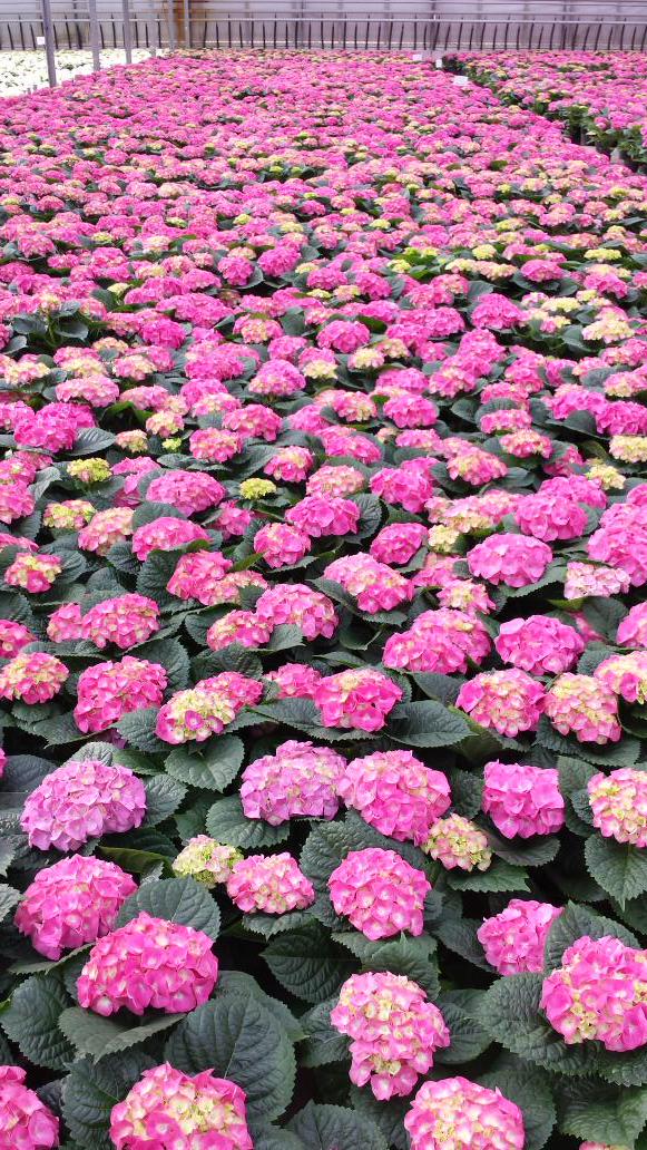 Country_Basket's tweet photo. Maybe pink is more your thing #springflowers  #Easter http://t.co/1qnX8Zfhjn