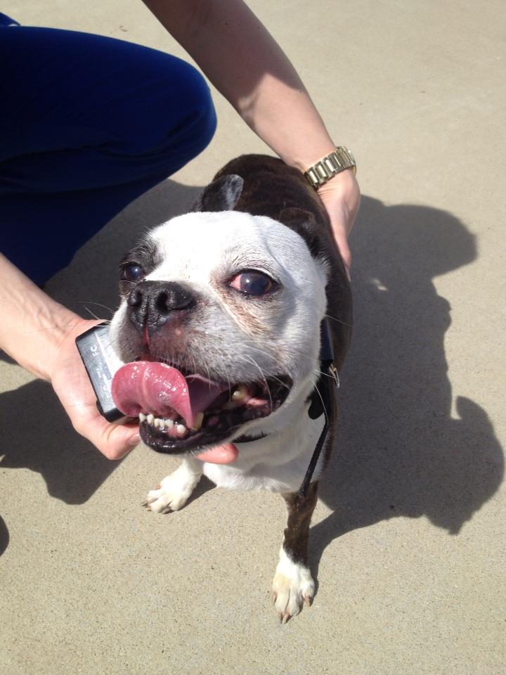 suebeeky's tweet photo. @joeimel dog with collar for underground fence wandering in Belle Haven neighborhood http://t.co/OV7ZMmDId2