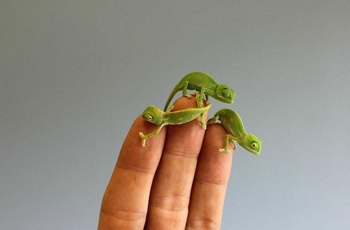 ethicaldotmkt's tweet photo. Monday evening cute post alert>> How adorable are these baby chameleons over at Taronga Zoo in #Sydney? #cute http://t.co/CnWlbJyJlo