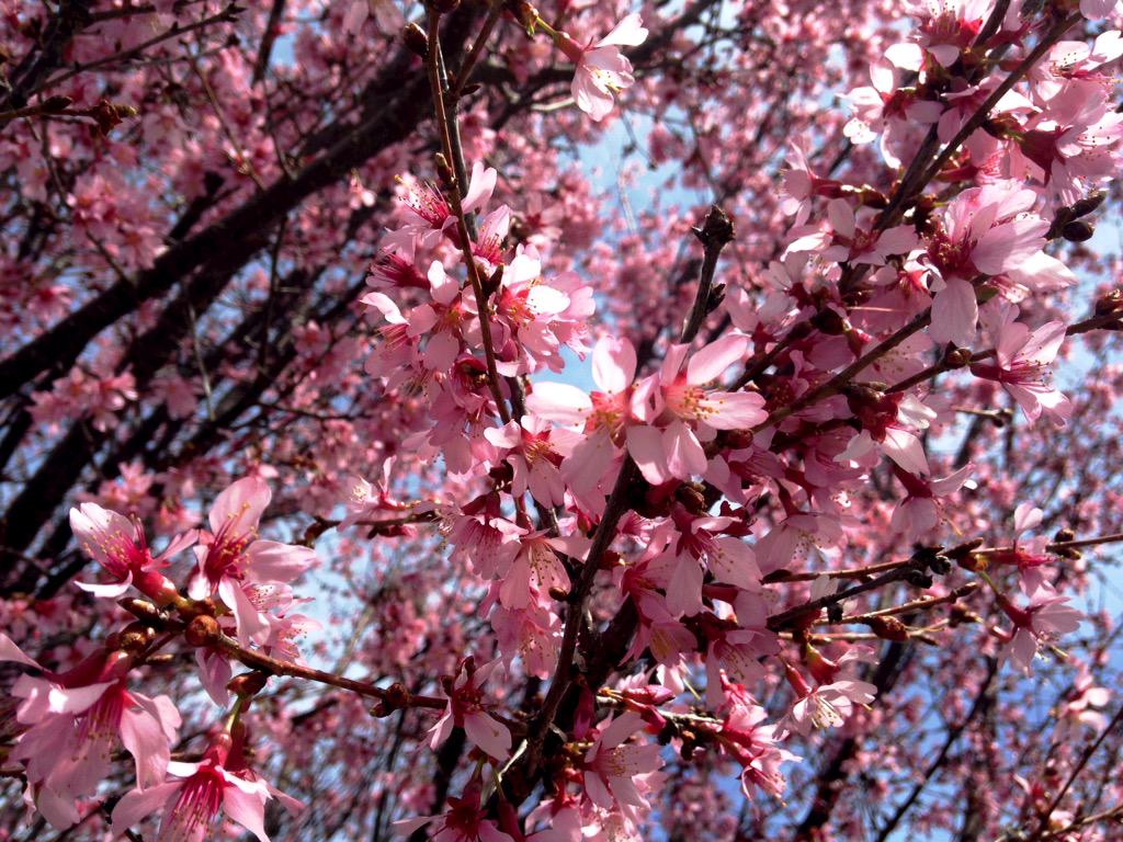 TimBuckleyWX's tweet photo. It's happening.... #GotSpring #TriadWx #ncwx @WFMY http://t.co/npsAKZWwqX