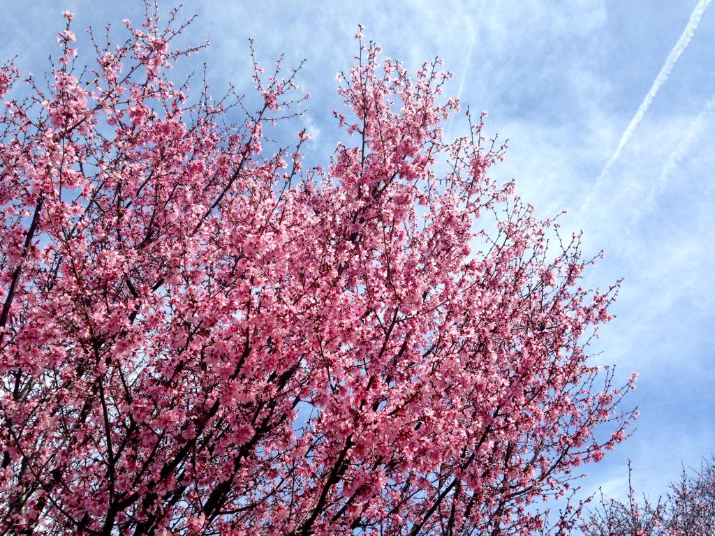 TimBuckleyWX's tweet photo. It's happening.... #GotSpring #TriadWx #ncwx @WFMY http://t.co/npsAKZWwqX