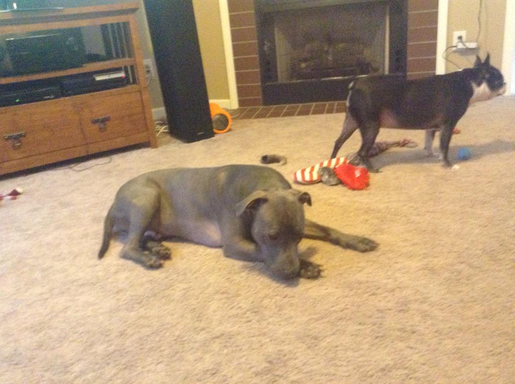 Lokithepitbull tweet picture