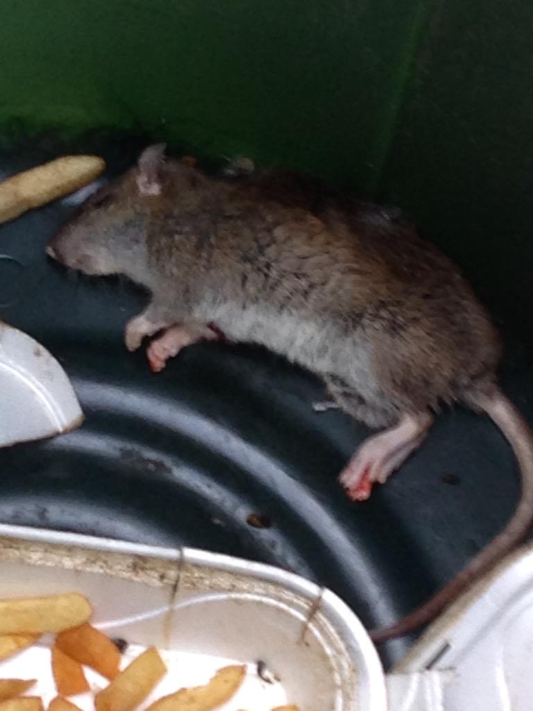 RobMonarch's tweet photo. I think I sell a rat: Mallrats 2 in the works baby @ThatKevinSmith @AFT2FL @iankwolfe @tinderboxprod @mmcpodcast http://t.co/uGlwOkr6dY