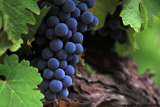 Beau_Wine_Tours's tweet photo. With over 400 wineries in #NapaValley which grape rules them all? We break down the varieties  http://t.co/R2btKQgLd7 http://t.co/QHy1aEK94l