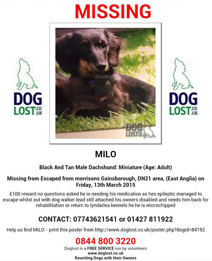 lyndarlea dachshunds