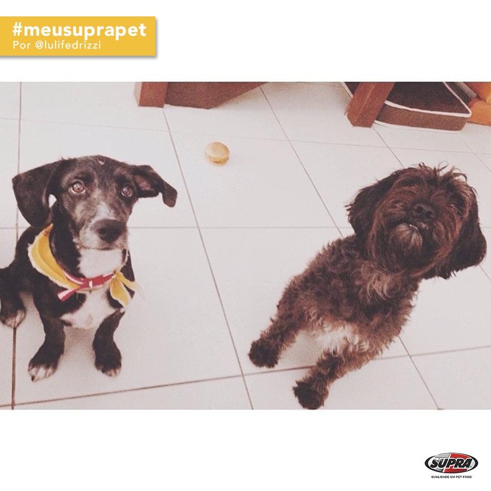 suprapets's tweet photo. Domingo é dia de reencontrar os amigos! Essa é a reunião que está acontecendo na casa da @lulifedrizzi  #meusuprapet http://t.co/aHR3l9cq6O