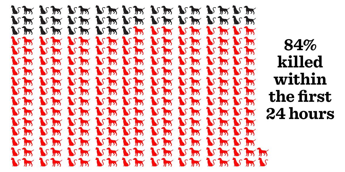 PplAgainstPETA's tweet photo. So when puppies are brought in, do you just take them straight to the kill room #PETA? #PETAkills http://t.co/TBuHFQCUgn