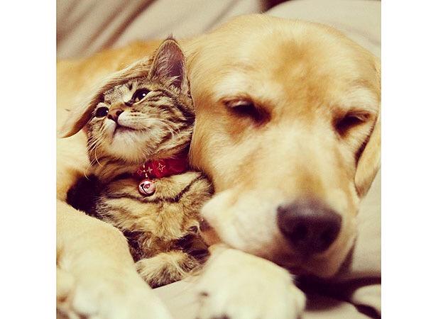 Duffym33's tweet photo. @tatertots_woop #lifegoals #dog #cat http://t.co/dnF0L3AC2F