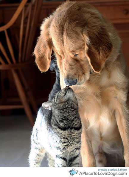 Duffym33's tweet photo. @tatertots_woop #lifegoals #dog #cat http://t.co/dnF0L3AC2F