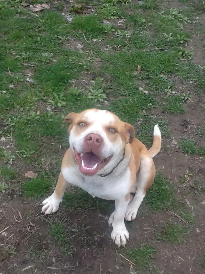 SheluhmyJs's tweet image. He's 11 months old today 😁 I can't wait till he keeps growing