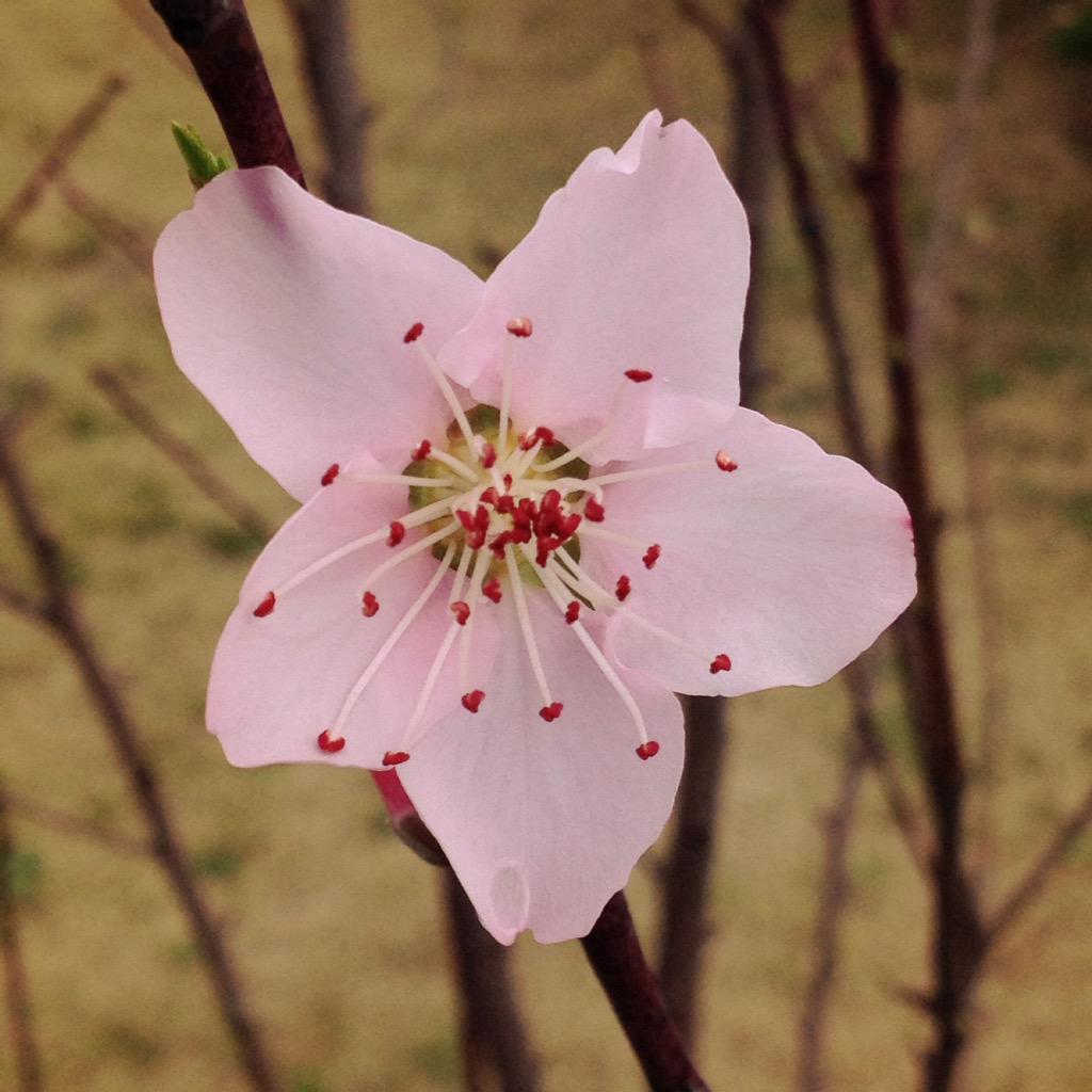 davidmize's tweet image. #CNNSpring ...bloom from my peach tree. Tuscaloosa, Alabama