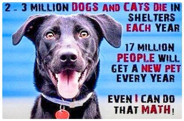FLORIDA_CREW's tweet photo. #isf #animalabuse http://t.co/PtYPkMnnEo