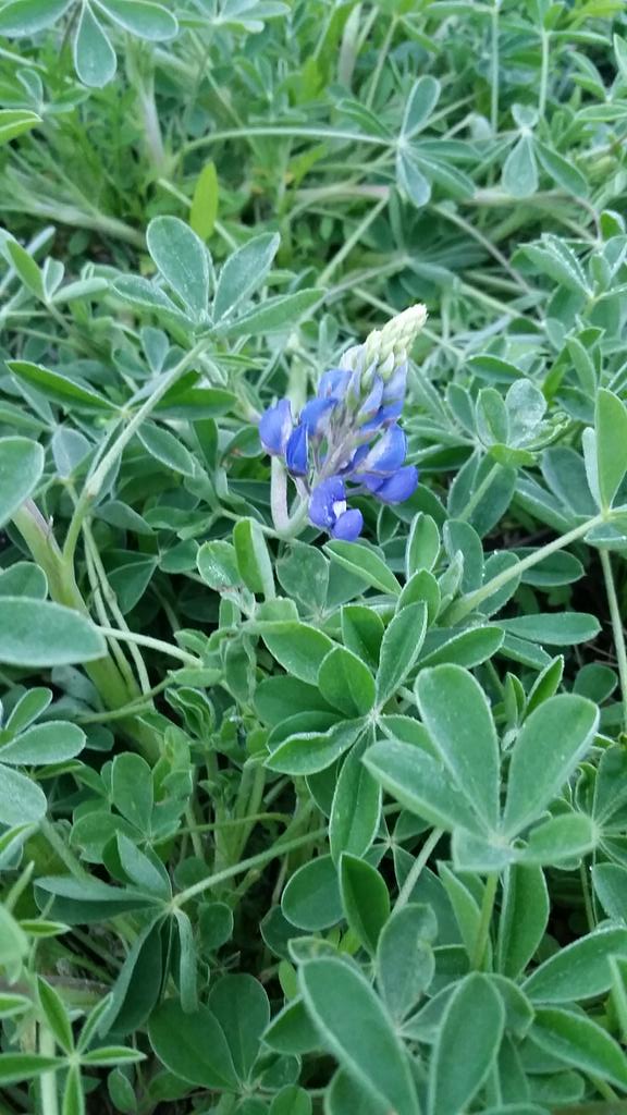KerryUrbanowicz's tweet photo. First bluebonnet at Lake Kyle showed up today. Another week the field will be solid blue. Bring your camera http://t.co/55NVTfkGGy