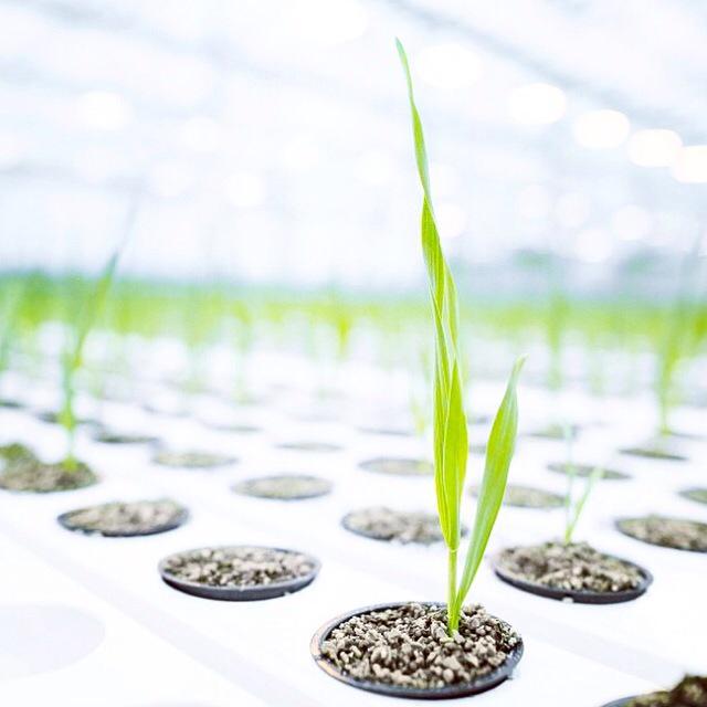 #BIOEFFECT is the world's first #skincare brand to contain cellular activators made in plants. #barley #grass #green