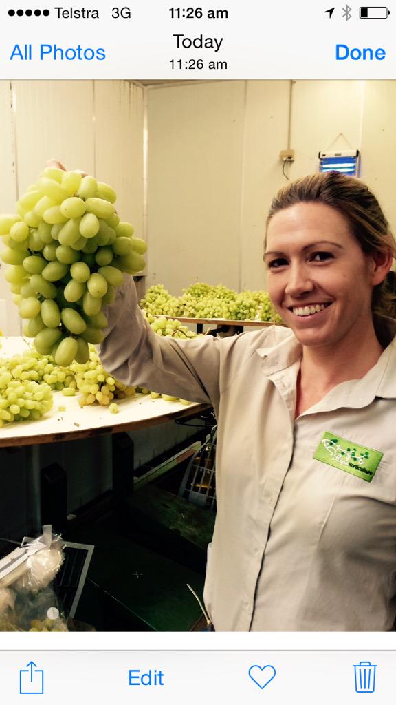 RipeHort's tweet photo. Beautiful #thompsonseedless #sunraysia #Lakepowellproduce #robinvale #shedpacked http://t.co/3RK1E1KWq5