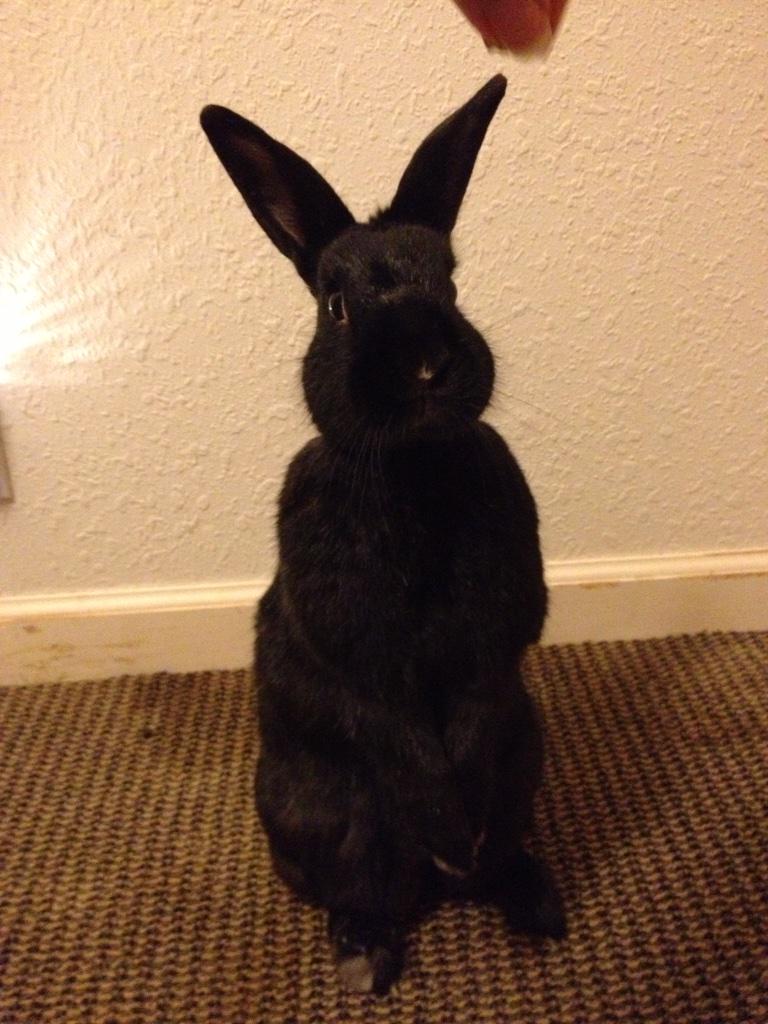 Nochebun's tweet photo. #bunpicsmonday up periscope! http://t.co/Lz4TvAbebM