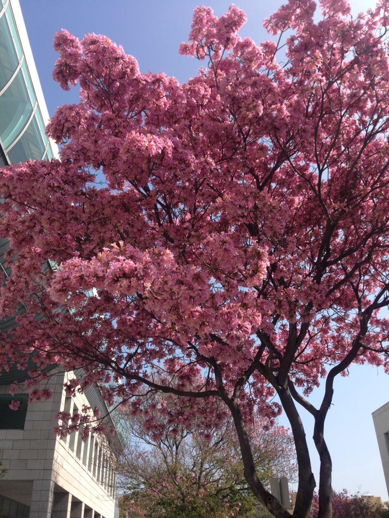 oladanilina's tweet image. #cnnspring