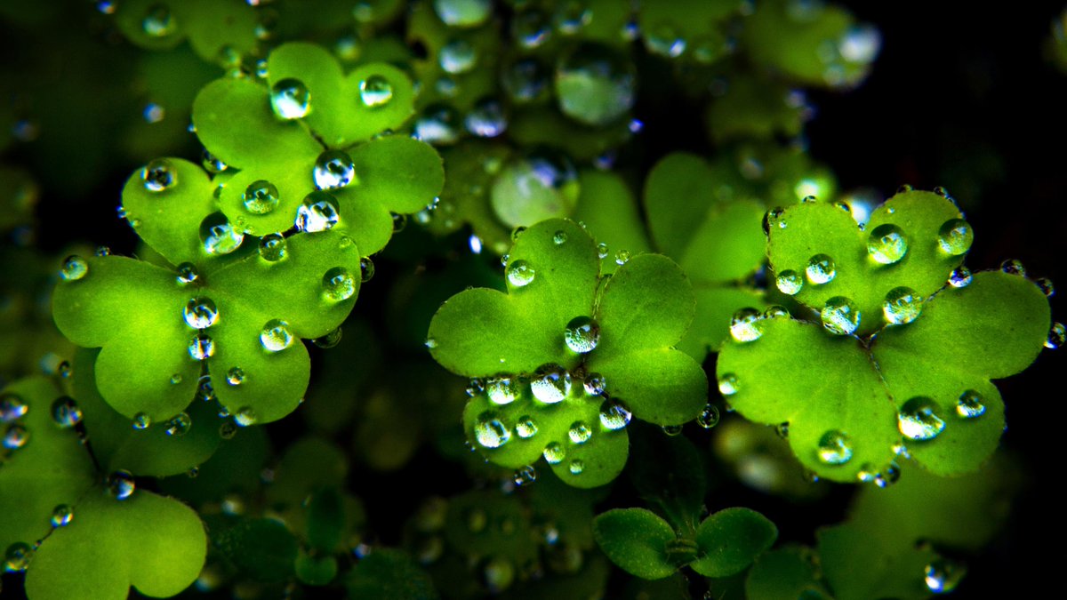 Don't forget that tomorrow is St. Patrick's Day! Wear green to avoid getting pinched!