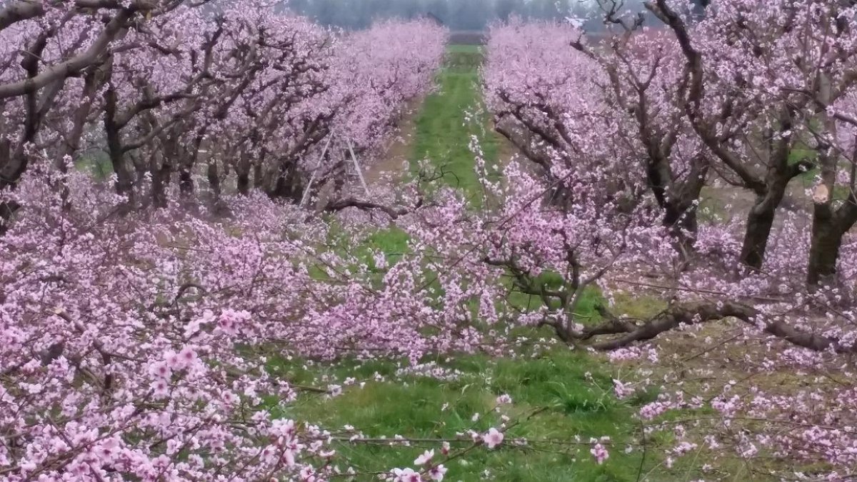 Pablo Munoz Farms (@munozfarms) on Twitter photo 