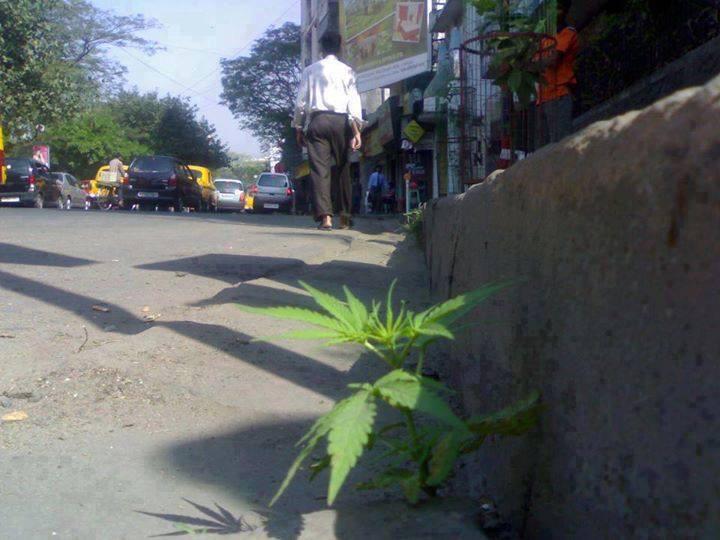 LSDTribe2's tweet image. Beautiful things spring up now and then 🌱