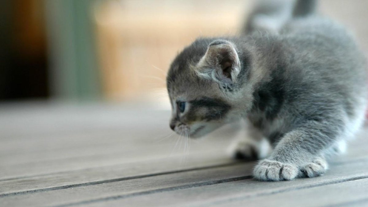 Jangn memohon pd Tuhan tuk meringankn cobaan yg ad, berdoalah pd Tuhan tuk memberiknmu kekuatan tuk dapat melaluinya