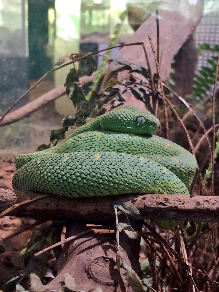 蛇注意 ヘビの解像度が上がった結果 ヘビのような顔 みたいな比喩が脳内でバグるようになった これはマジ 2ページ目 Togetter