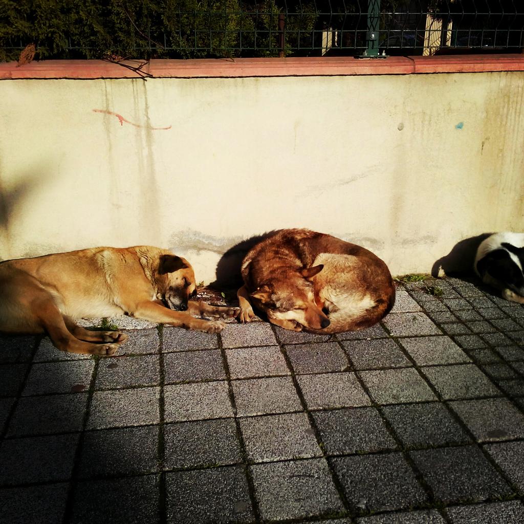 lstanbulin's tweet photo. Günaydın, #İstanbul 'un itlaf ve sürgünlerle yaralanmış insani tarafı; dört ayaklı komşumuz sokak köpekleri. http://t.co/N5MNPmOAUL
