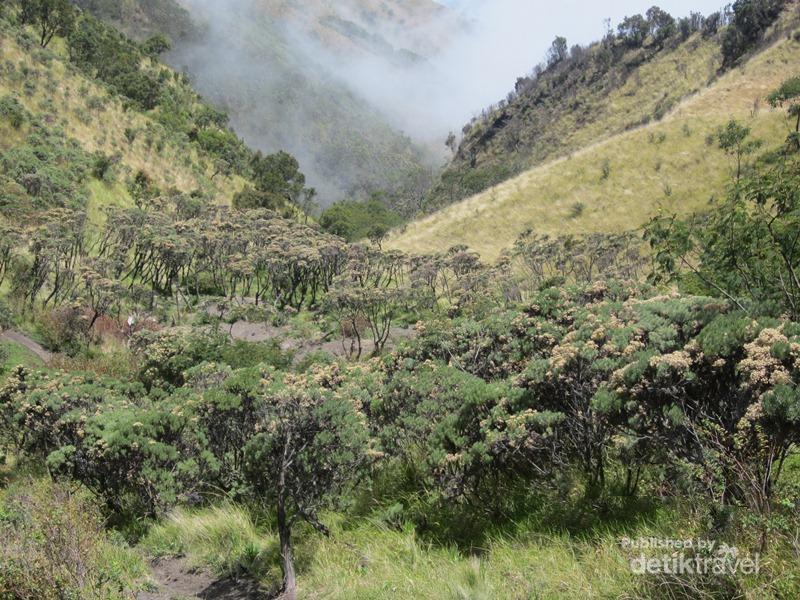 detikTravel's tweet photo. Mencari Bunga Abadi di Gunung Merbabu http://t.co/TER3XHZasW http://t.co/Kks3X05lA7
