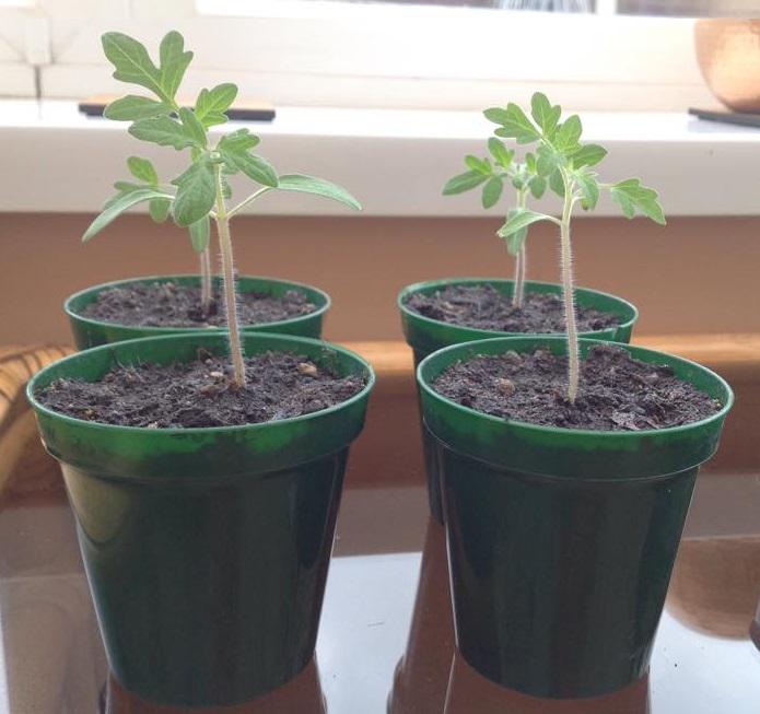 GYOmag's tweet photo. It's #TomatoTuesday – the strongest seedlings have now been transferred to individual pots #Seedlingupdate #GYO http://t.co/FihBDVMRDw