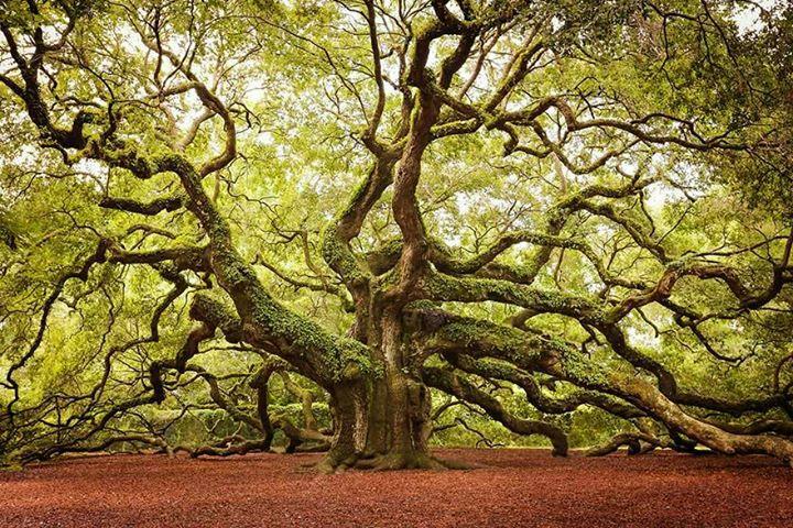 incoherencia_'s tweet photo. Enamorate de los arboles...Llenan tus pulmones de oxigeno y tus ojos de belleza... Recicla!
 #CreadosParaReciclar http://t.co/P0grBjnpwB