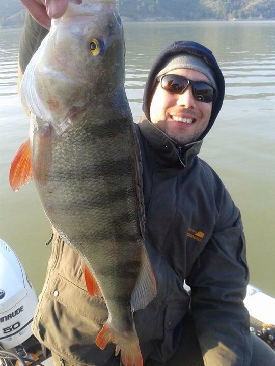thefishinglife's tweet photo. #perchzilla http://t.co/WgjYNKoxWC