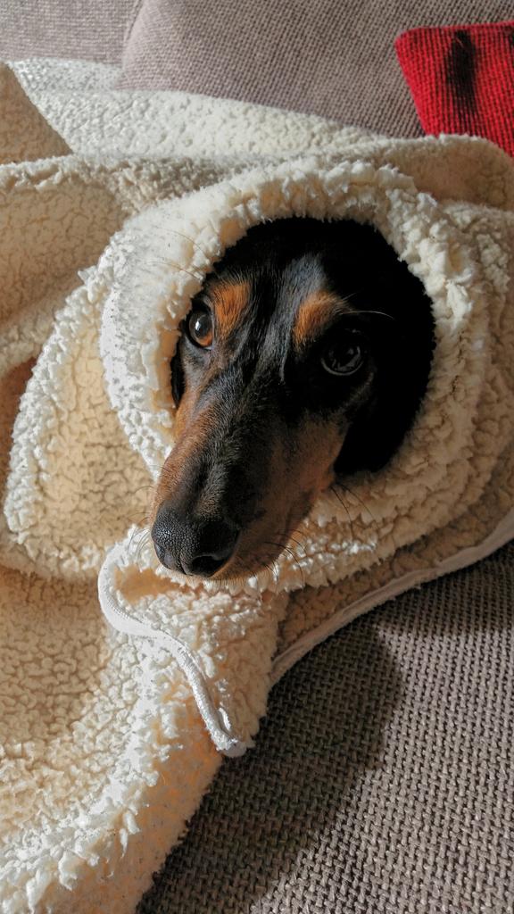 My rolo pretending to be a sheep hahaha love him cheeky <a href="/dachshund/">Gavin</a>