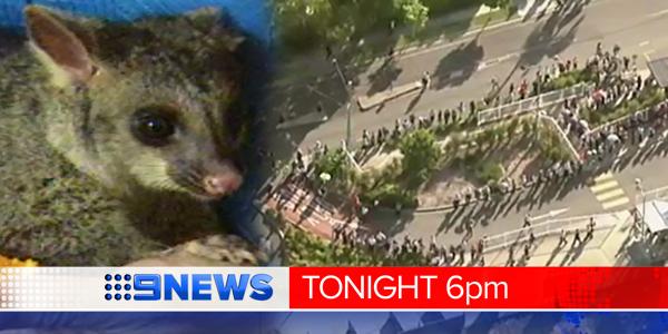 A possum is being blamed for Brisbane’s train delay nightmare this morning.  <a href="/ABernhardt9/">Alex Bernhardt</a> reports #9NewsAt6