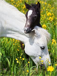 GeorgesRanch_cy's tweet photo. #springtime #horse #riding #cyprus #georgesranch http://t.co/BEUoFphi5x