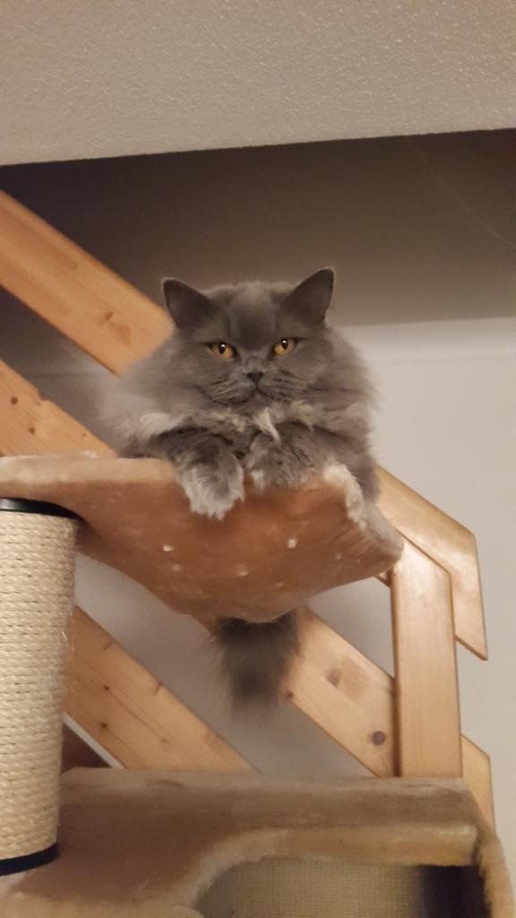 Illuminati23's tweet image. Morgäähn Giulia ! #catflow #highlander #meowmeow