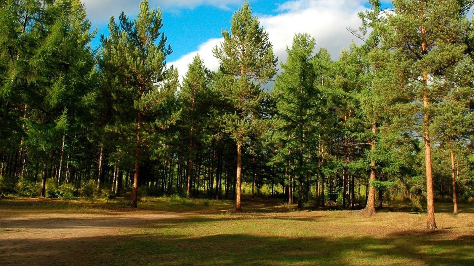 Северный лес Воронеж