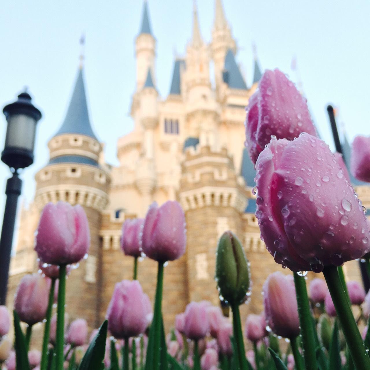 東京ディズニーリゾートpr 公式 雨上がりのチューリップ シンデレラ城に映えるピンク色のチューリップは 雨のしずくをまとっていました いきいきと咲き誇る姿に春の訪れを感じますね Http T Co Vg9lz3apok Http T Co 11f0bwdqbx Twitter