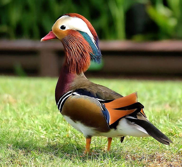 buphindersingh's tweet image. Beautiful wild bird ,called &apos;&apos; surkab&apos;&apos;