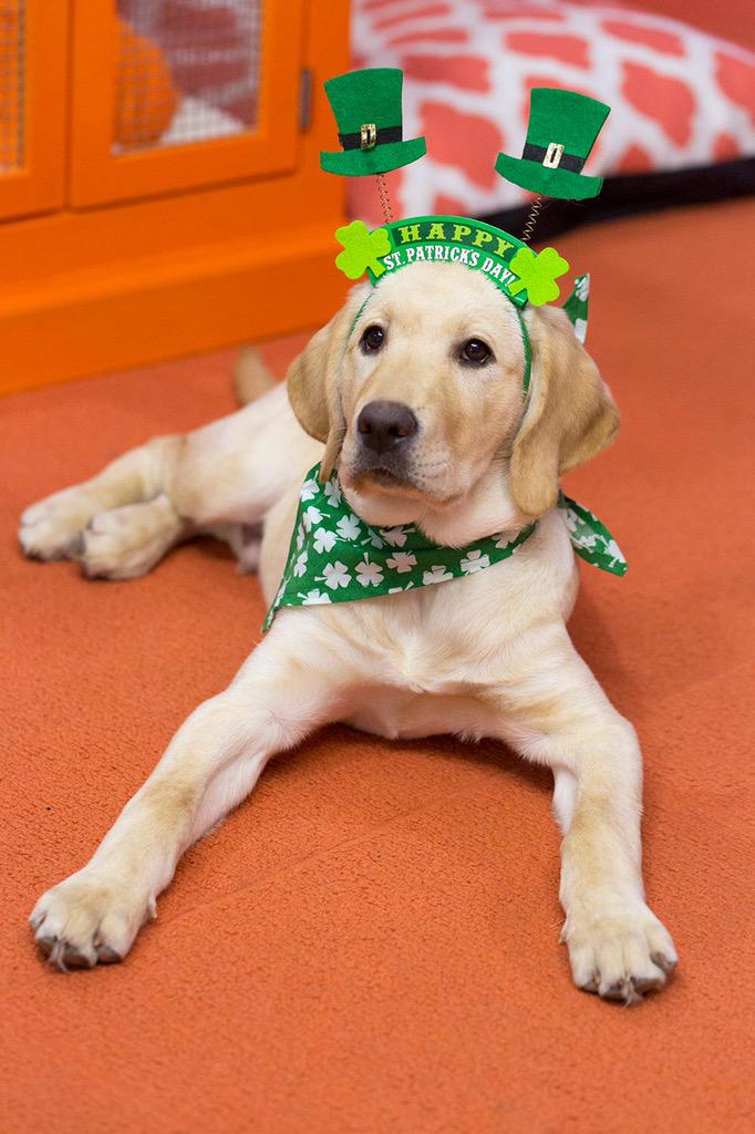 TODAYPuppy's tweet image. Kiss me, I'm Irish! #StPatricksDay