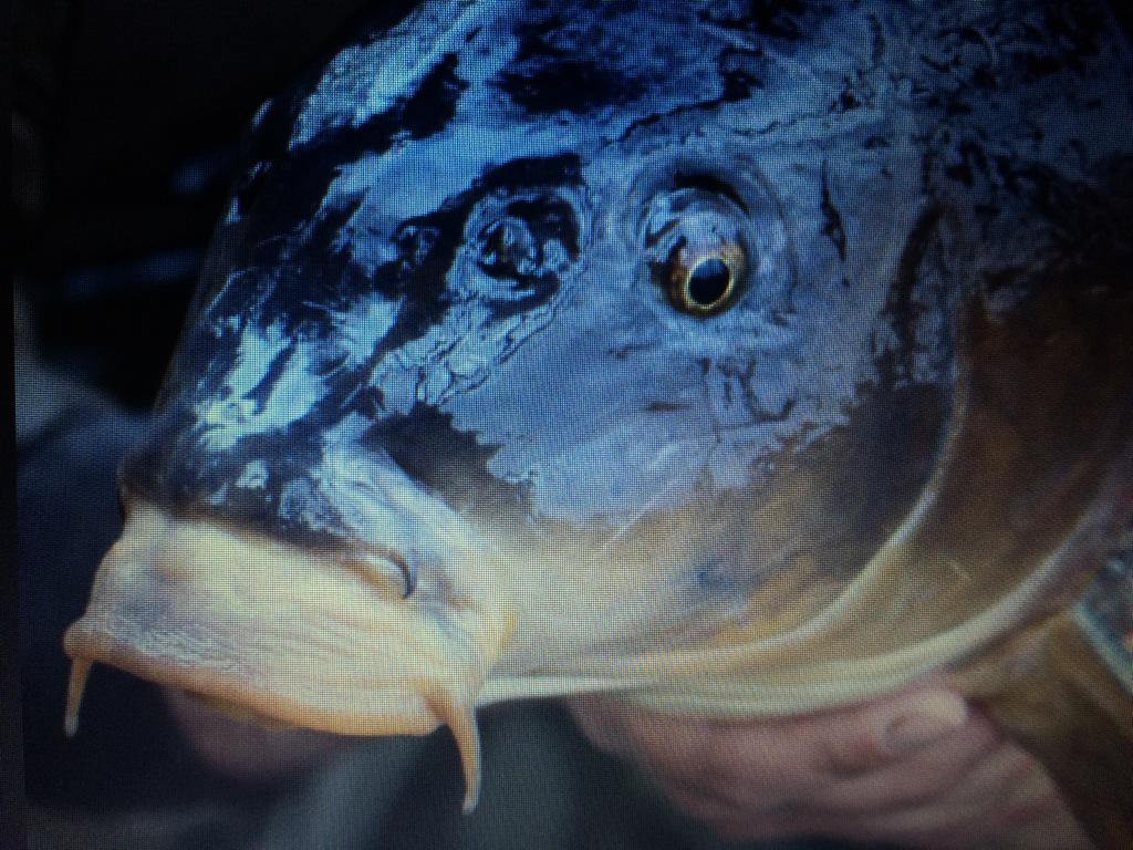Tomawhite's tweet photo. Screen shot, but a damn fine specimen none the less.. I'm behind the lens not the fish.. #massivebuzz http://t.co/JG2dFG5Ddu