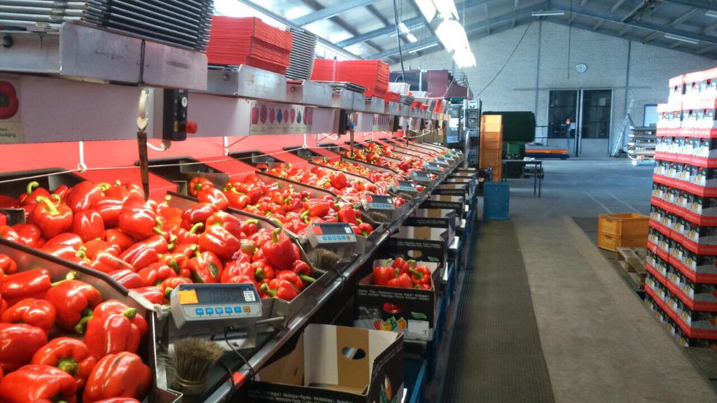 Het oogstseizoen is weer begonnen!
Rode gezonde Hollandse paprika.