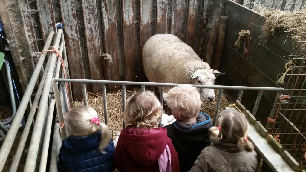 De lammetjes zijn super lief