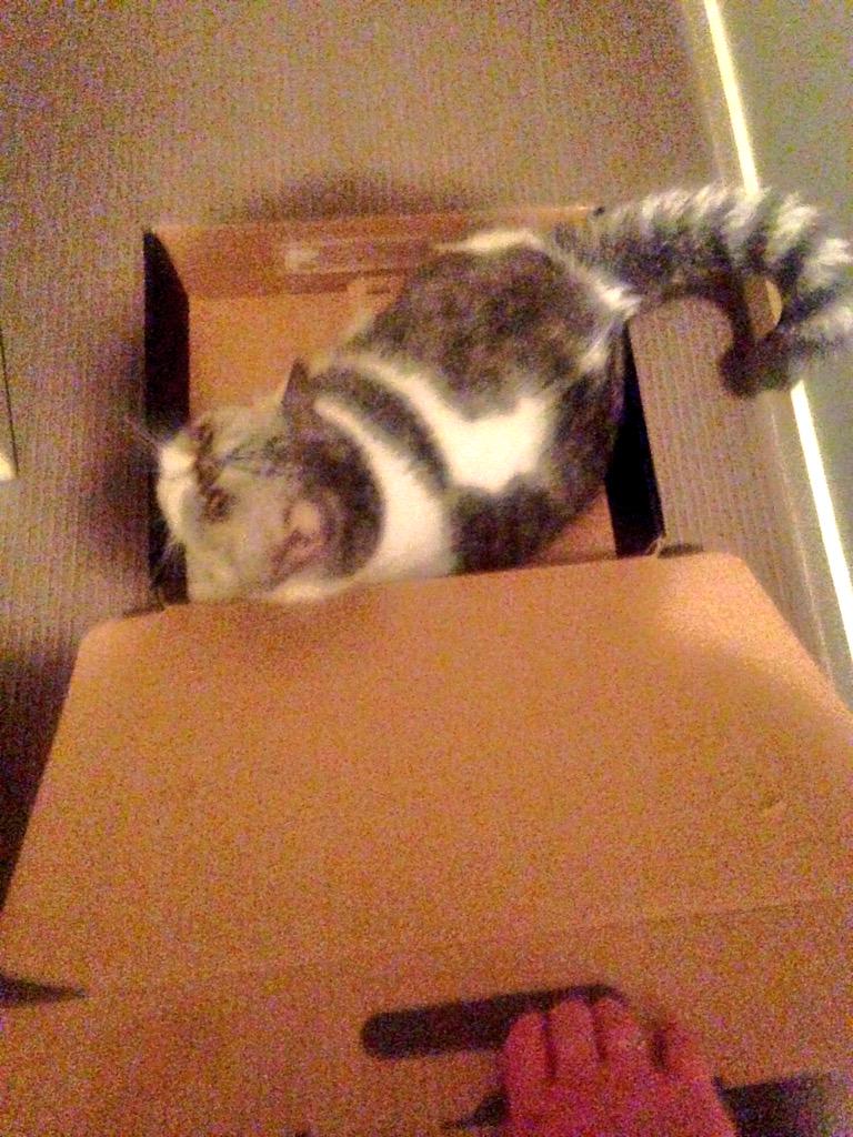 lisey__loo's tweet photo. Currently dragging Colin slowly to bed in a box. He seems to like it,lots of loud purring#lazycat #walkingisforchumps http://t.co/StvSQ2u6U9